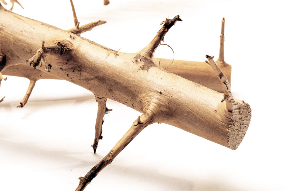 Thorn Wood Planted Aquarium Hardscape Driftwood