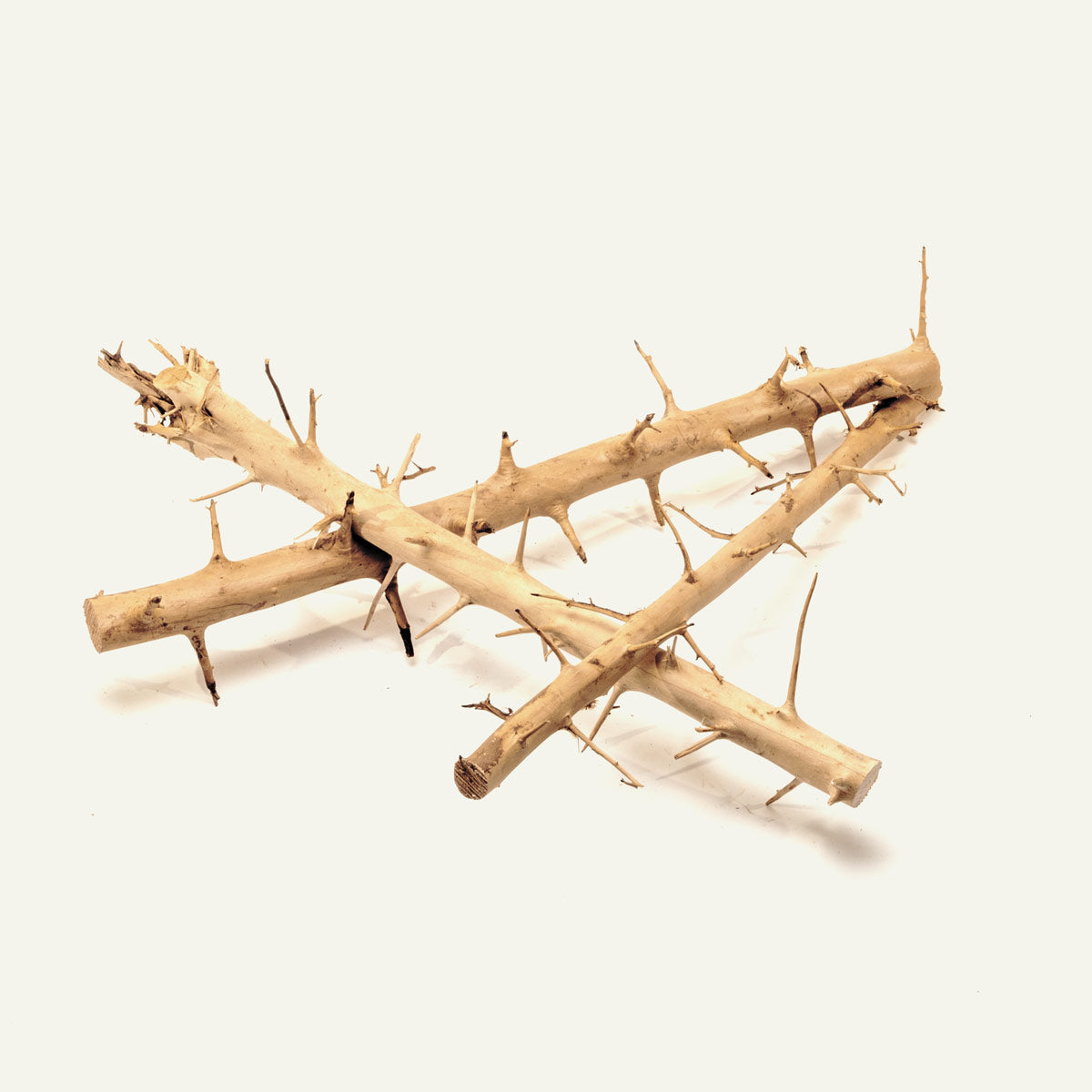 Thorn Wood Planted Aquarium Hardscape Driftwood