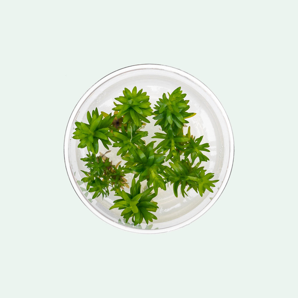 Tonina Fluviatilis - Glass Aqua