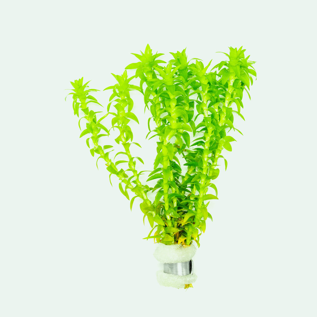 Shop Tonina Fluviatilis Aquatic Plants - Glass Aqua
