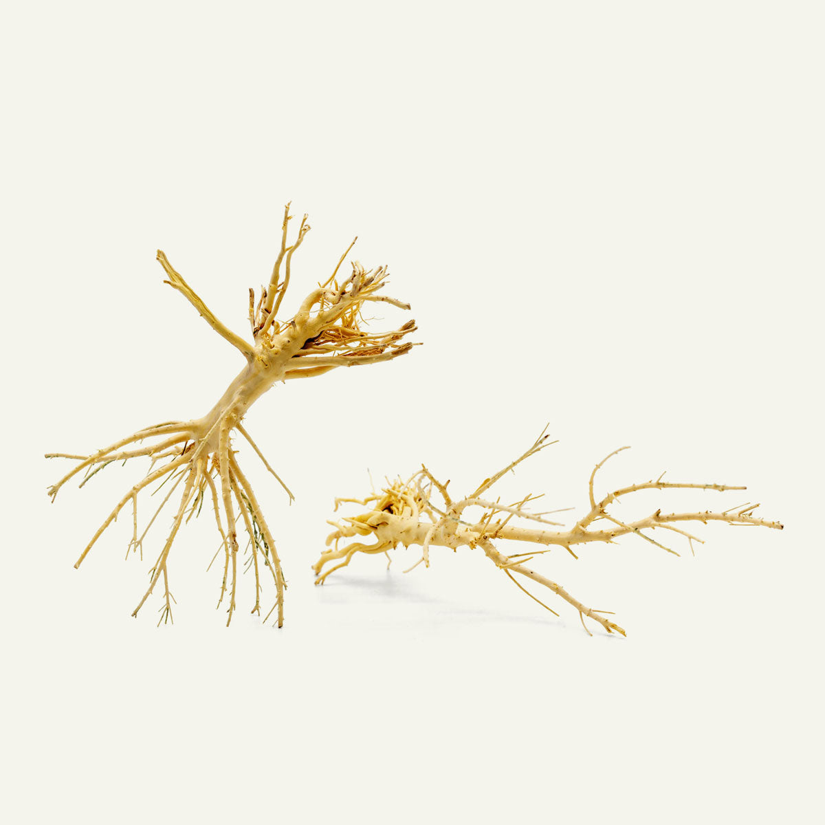 Shop Tree Root Driftwood Hardscape - Glass Aqua