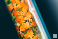 Twinstar LED EA Series Adjustable Leg Light - Glass Aqua