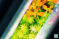 Twinstar LED E Series Light - Glass Aqua