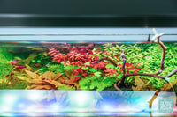 Twinstar LED E Series Light - Glass Aqua