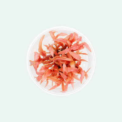 Cryptocoryne Albida Red - Glass Aqua