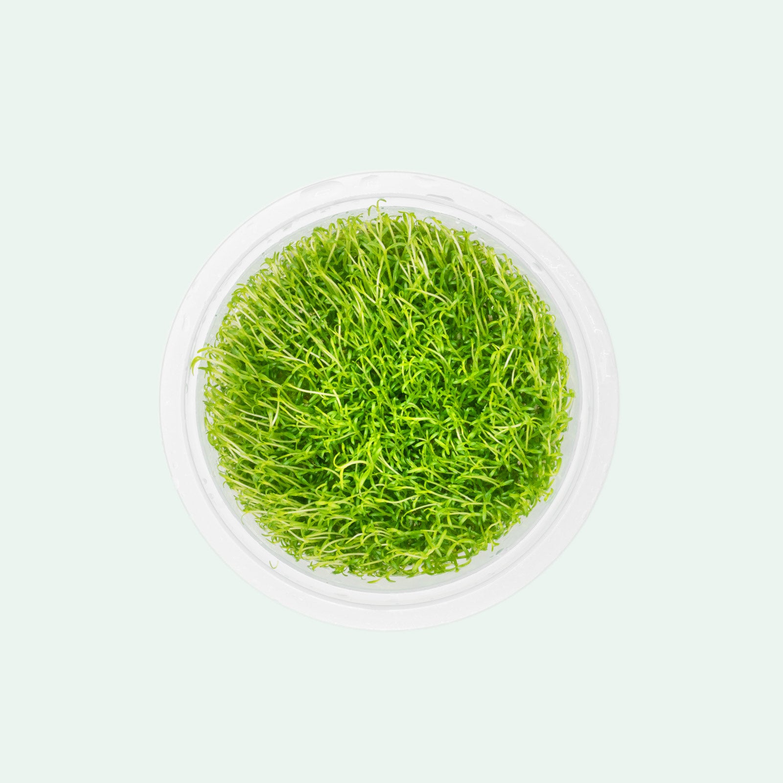 Shop Microcarpaea Minima Merrill Aquatic Plants - Glass Aqua