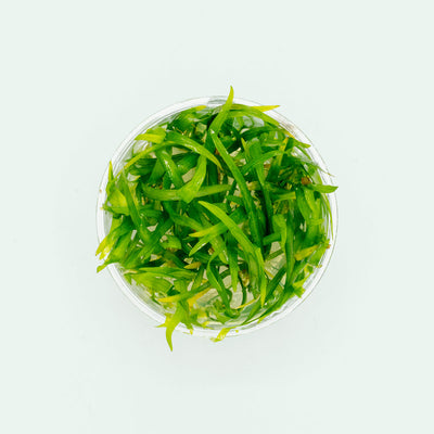 Sagittaria Subulata - Glass Aqua