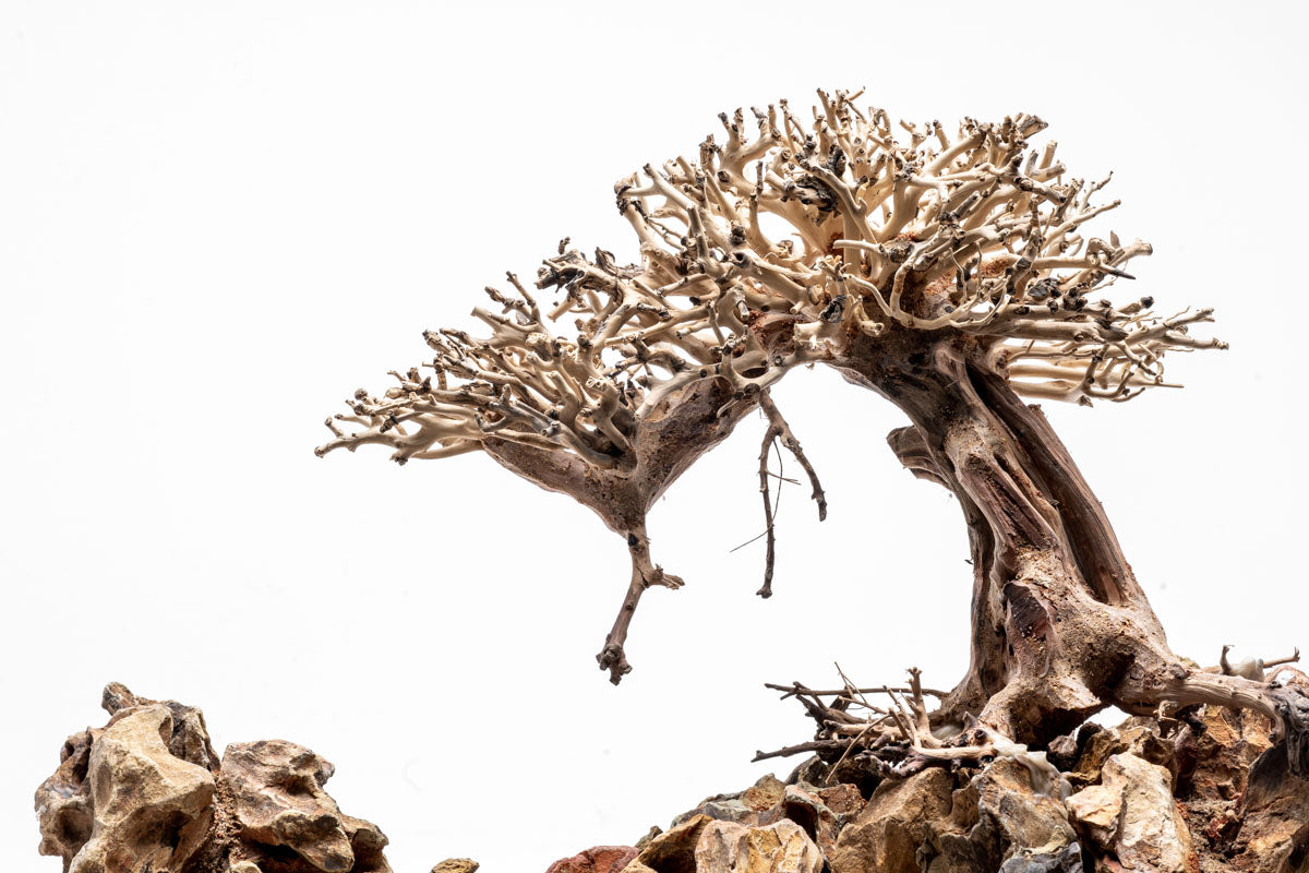 UNS Strata Pro Type 16 | WYSIWYG Planted Tank Hardscape - Glass Aqua