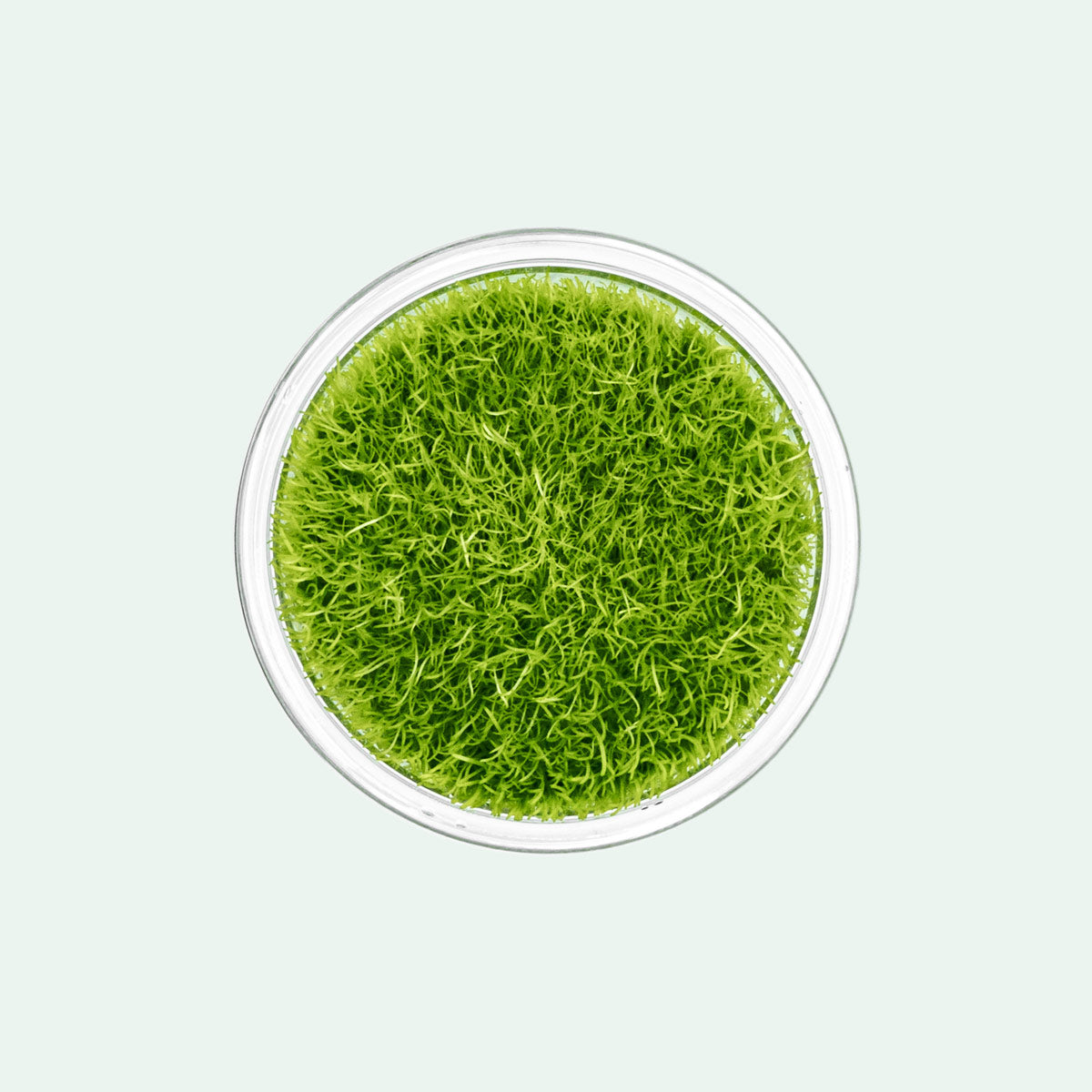 Utricularia Graminifolia Carpeting Carnivorous Plant for Planted Tank
