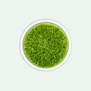 Utricularia Graminifolia Carpeting Carnivorous Plant for Planted Tank