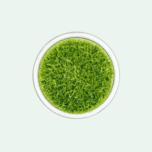 Utricularia Graminifolia Carpeting Carnivorous Plant for Planted Tank