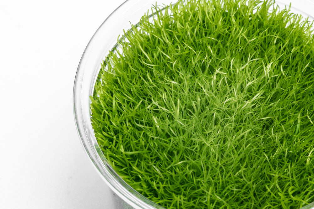 Utricularia Graminifolia Carpeting Carnivorous Plant for Planted Tank