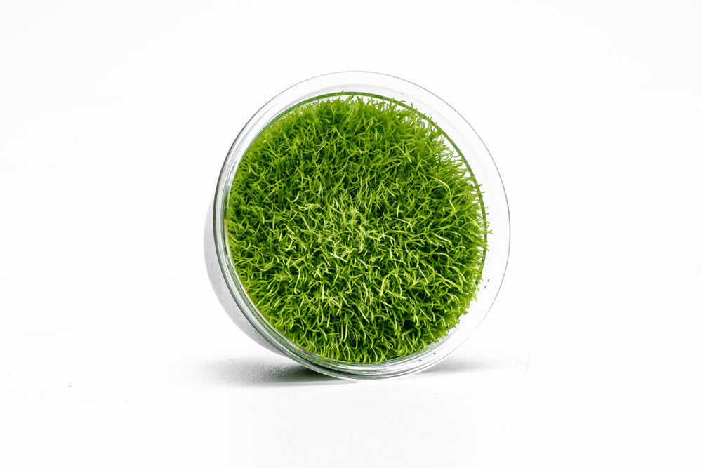 Utricularia Graminifolia Carpeting Carnivorous Plant for Planted Tank