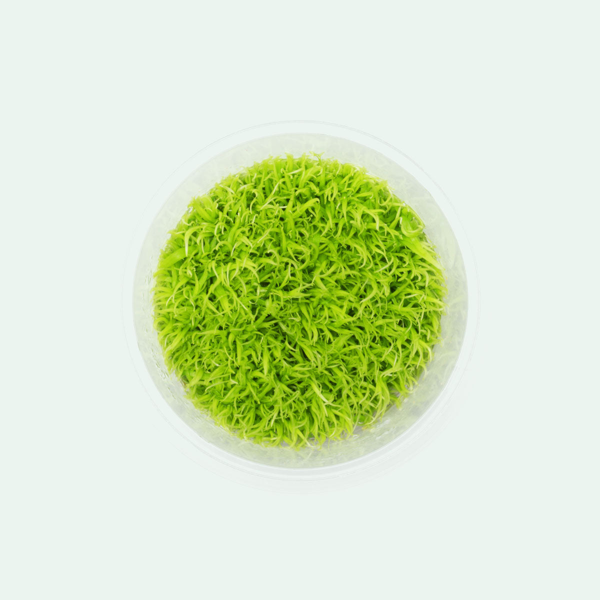 Utricularia Graminifolia - Glass Aqua