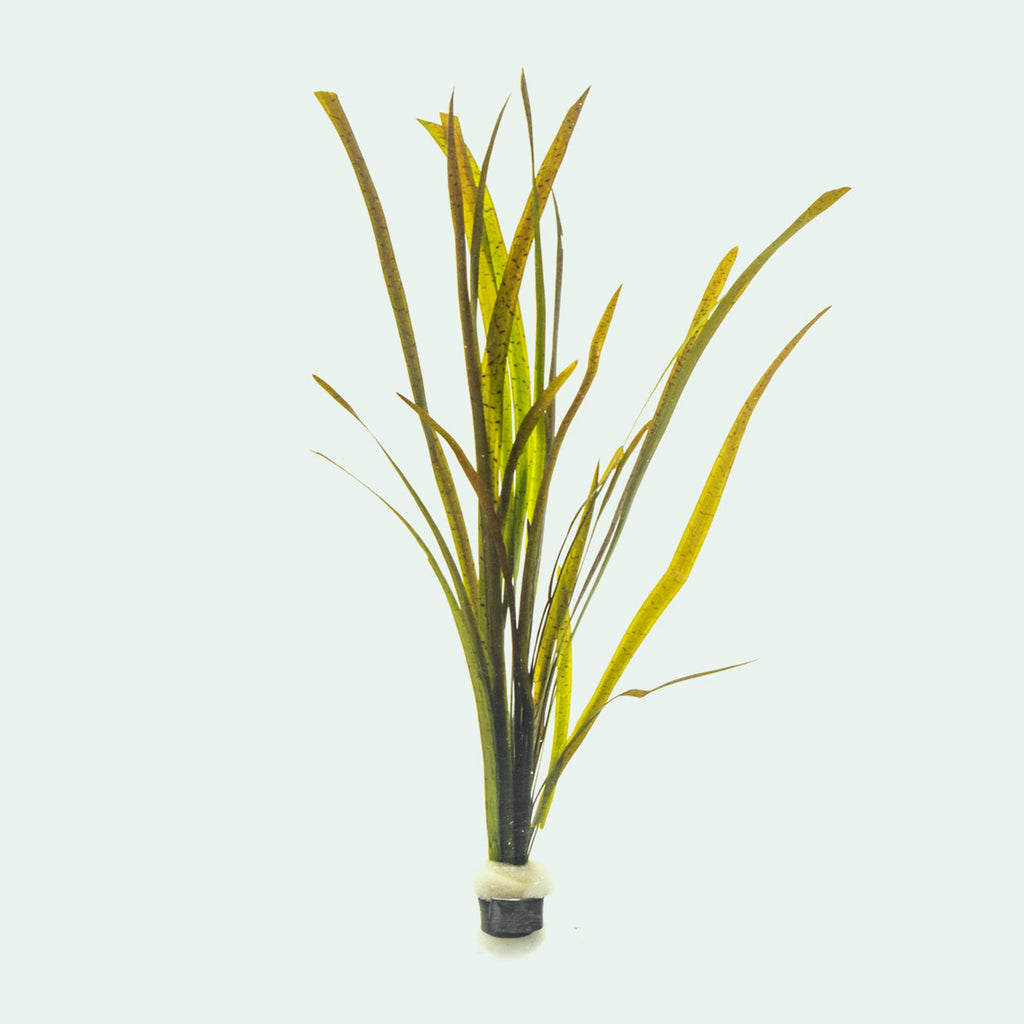 Shop Vallisneria Spiralis Leopard Aquatic Plants - Glass Aqua