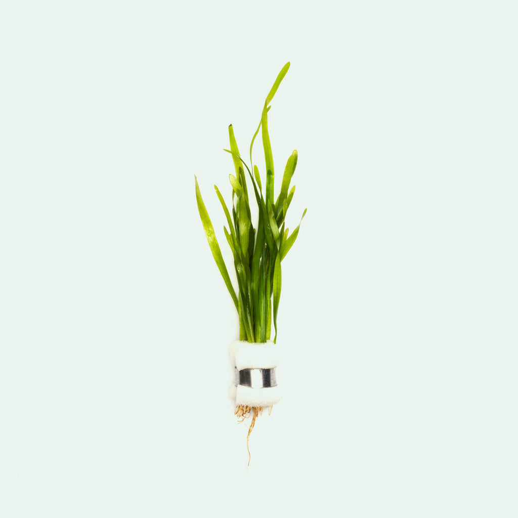 Shop Vallisneria Torta Aquatic Plants - Glass Aqua