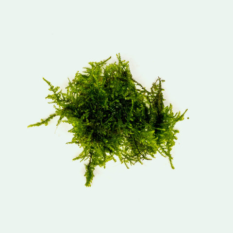 Vesicularia Sp. Anchor Moss | Aquatic Moss for Planted Aquariums