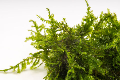 Vesicularia Sp. Anchor Moss | Aquatic Moss for Planted Aquariums