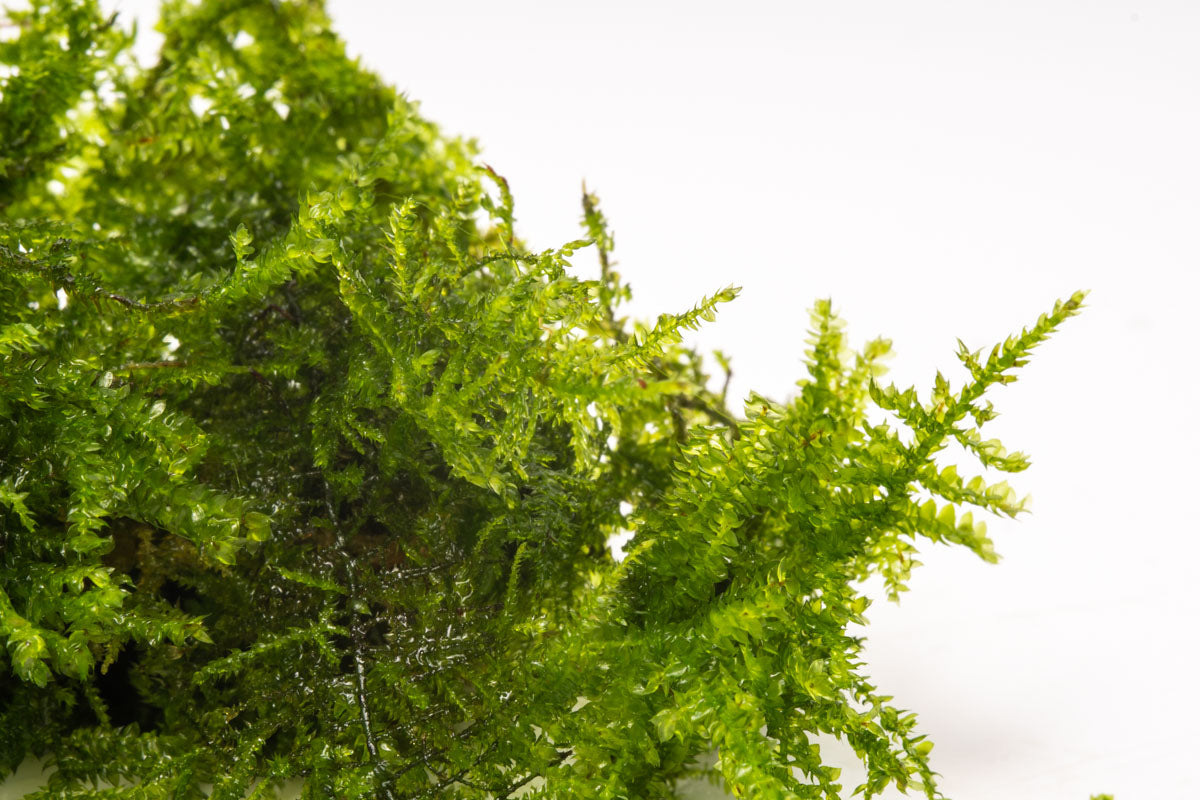 Vesicularia Sp. Anchor Moss | Aquatic Moss for Planted Aquariums