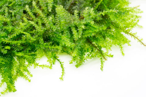 Shop Weeping Moss Large Mat Aquatic Plants - Glass Aqua