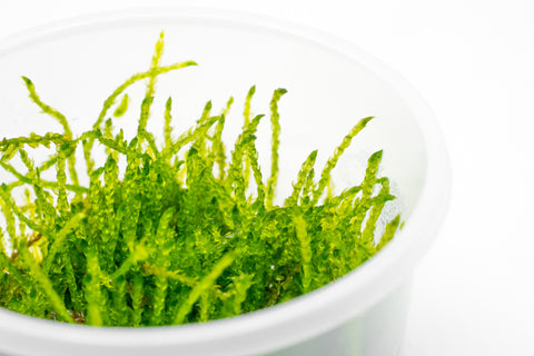 Shop Weeping Moss Aquatic Plants - Glass Aqua