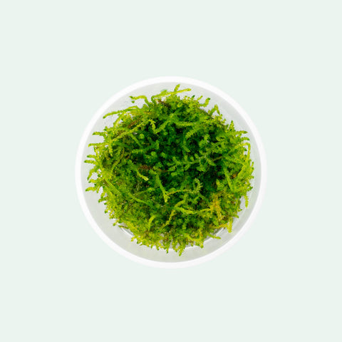 Shop Weeping Moss Aquatic Plants - Glass Aqua