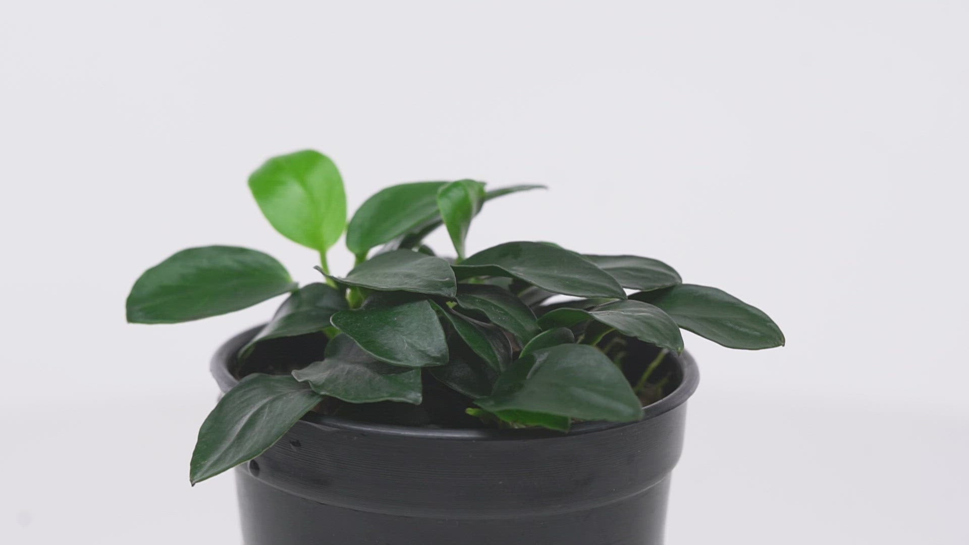 Anubias Nana Petite - Glass Aqua