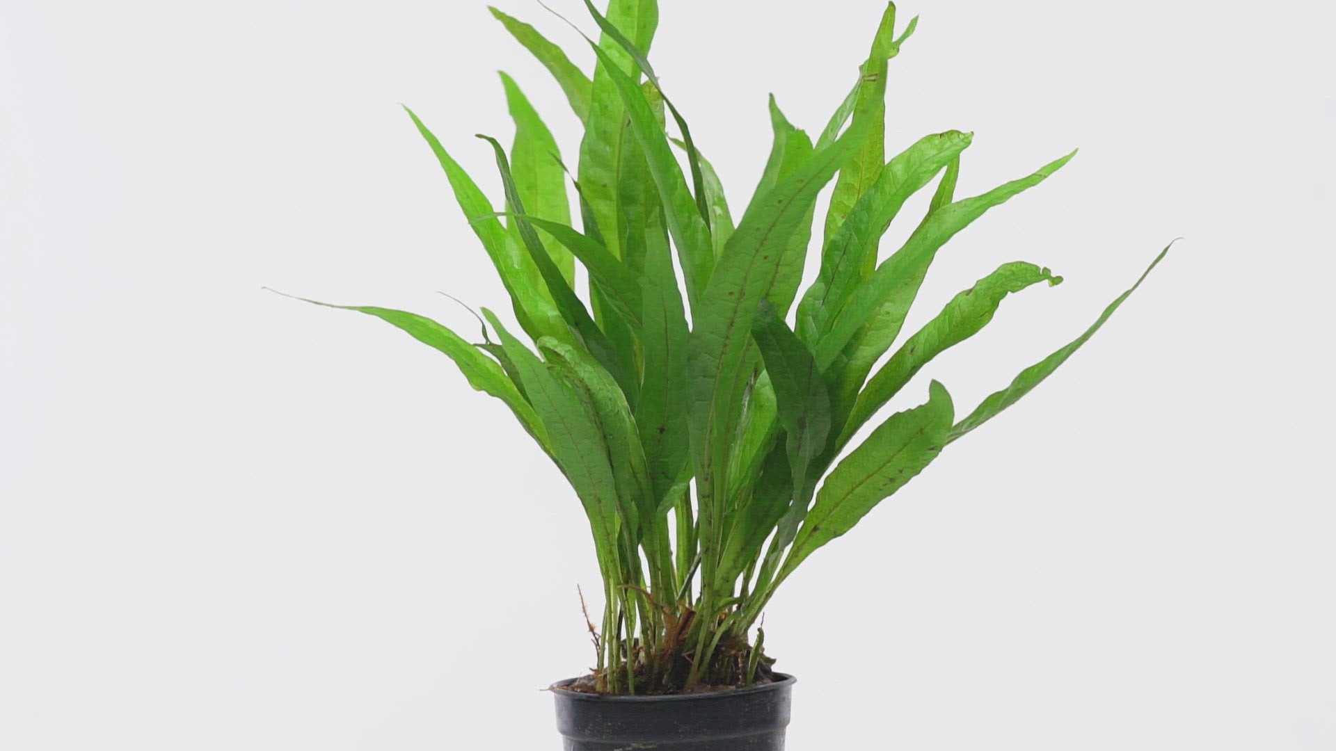 Shop Microsorum Pteropus Black Forest Aquatic Plants - Glass Aqua