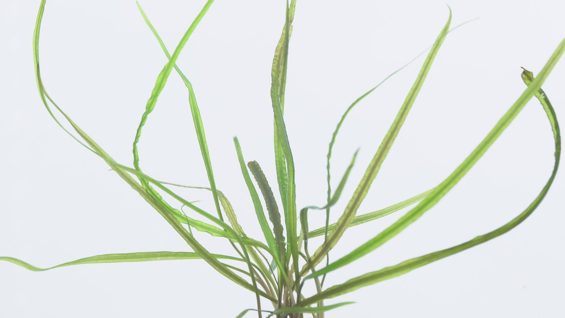 Cryptocoryne Retrospiralis Aquatic Plant for Planted Aquarium Tank