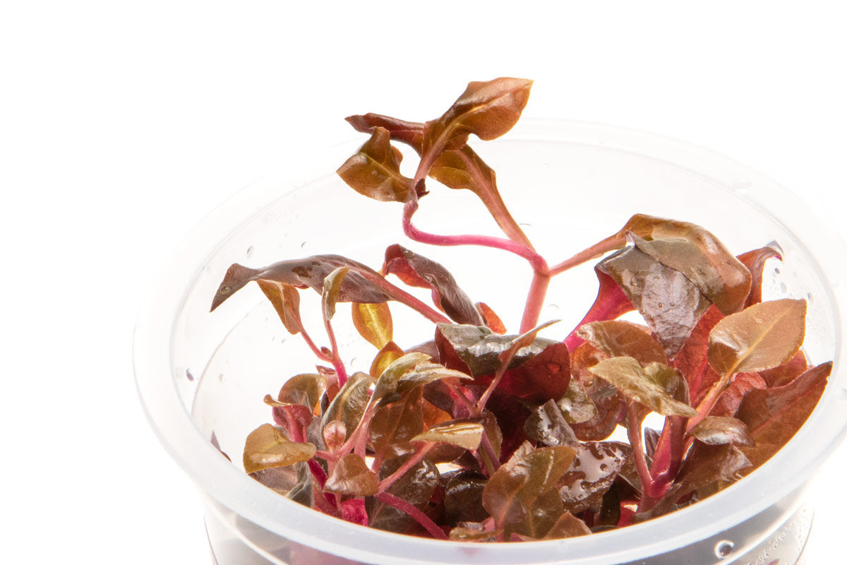 Shop Alternanthera Lilacina Aquatic Plants - Glass Aqua