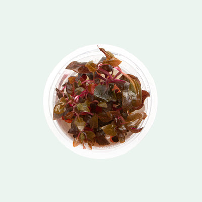 Shop Alternanthera Lilacina Aquatic Plants - Glass Aqua