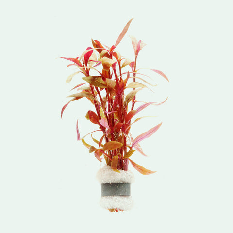 Shop Alternanthera Rosaefolia Mini Aquatic Plants - Glass Aqua