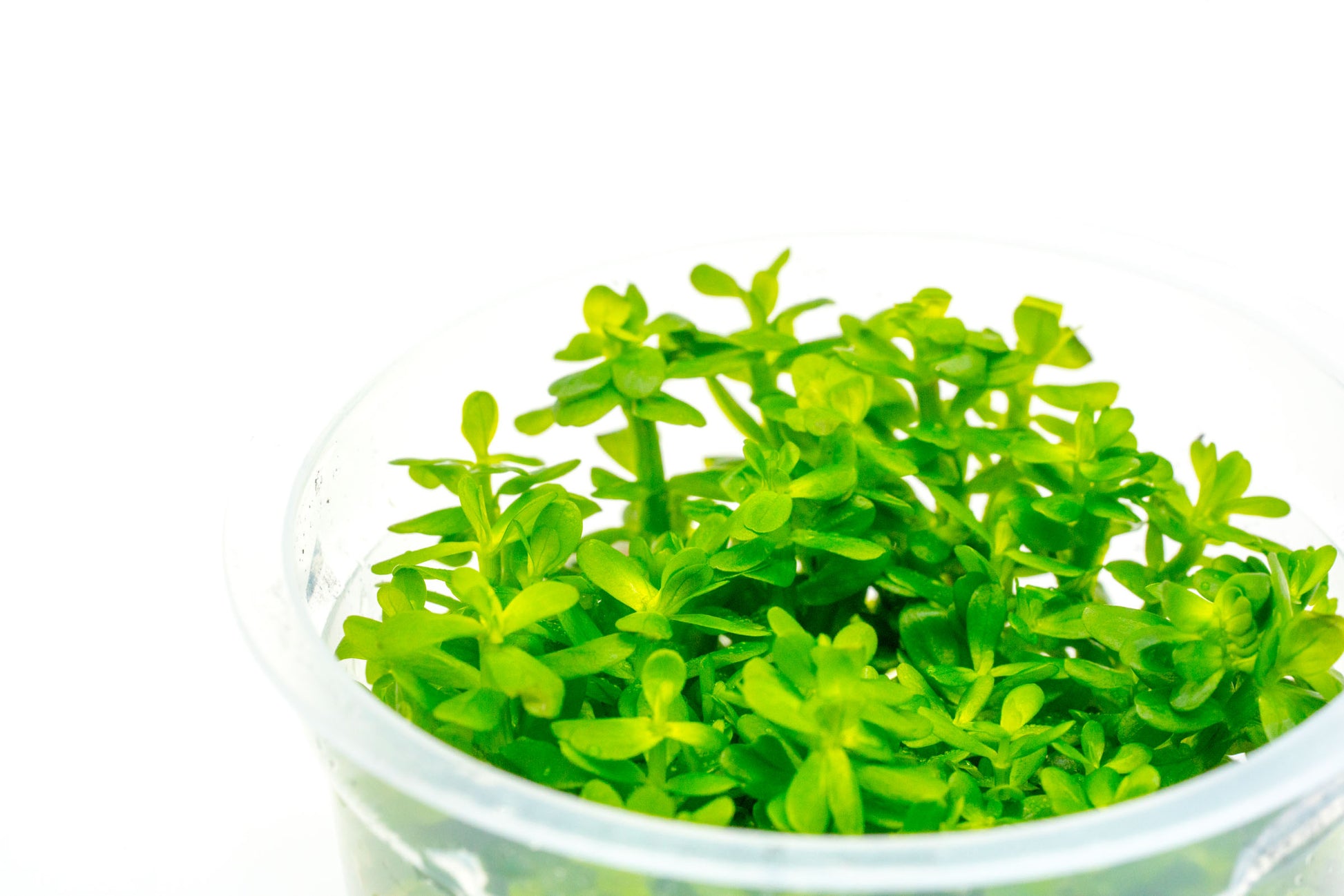 bonsai tree amman Rotala Indica Ammania Bonsai Tissue Culture Aquatic Plant – Glass Aqua