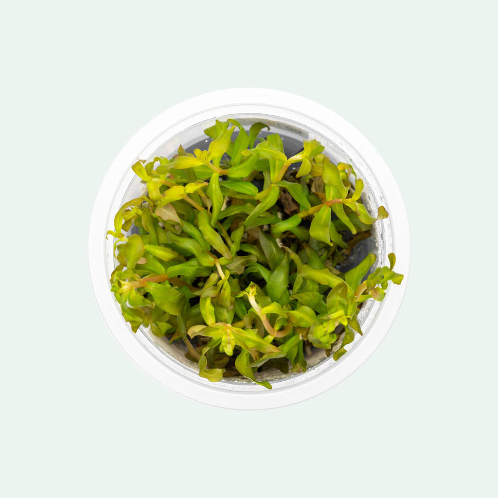 Shop Ammania Gracilis Tissue Culture Aquatic Plants - Glass Aqua