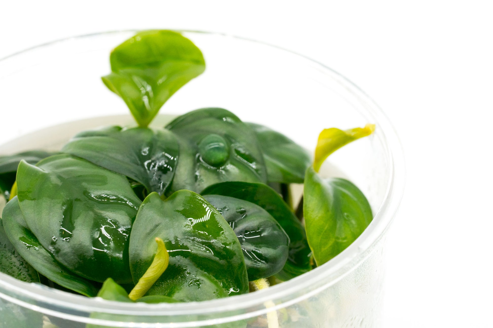 Shop Anubias Barteri Coffeefolia Aquatic Plants - Glass Aqua