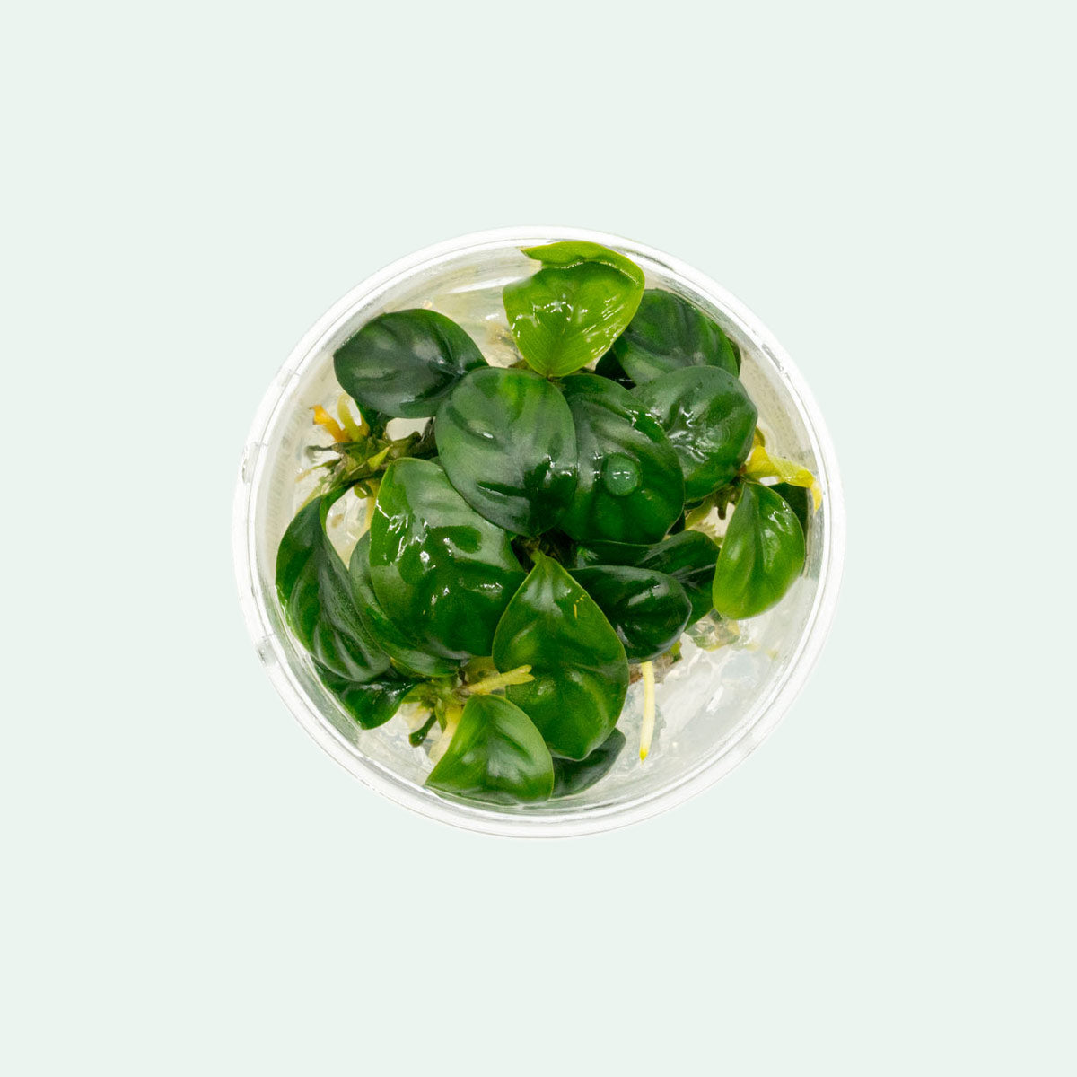 Shop Anubias Barteri Coffeefolia Aquatic Plants - Glass Aqua