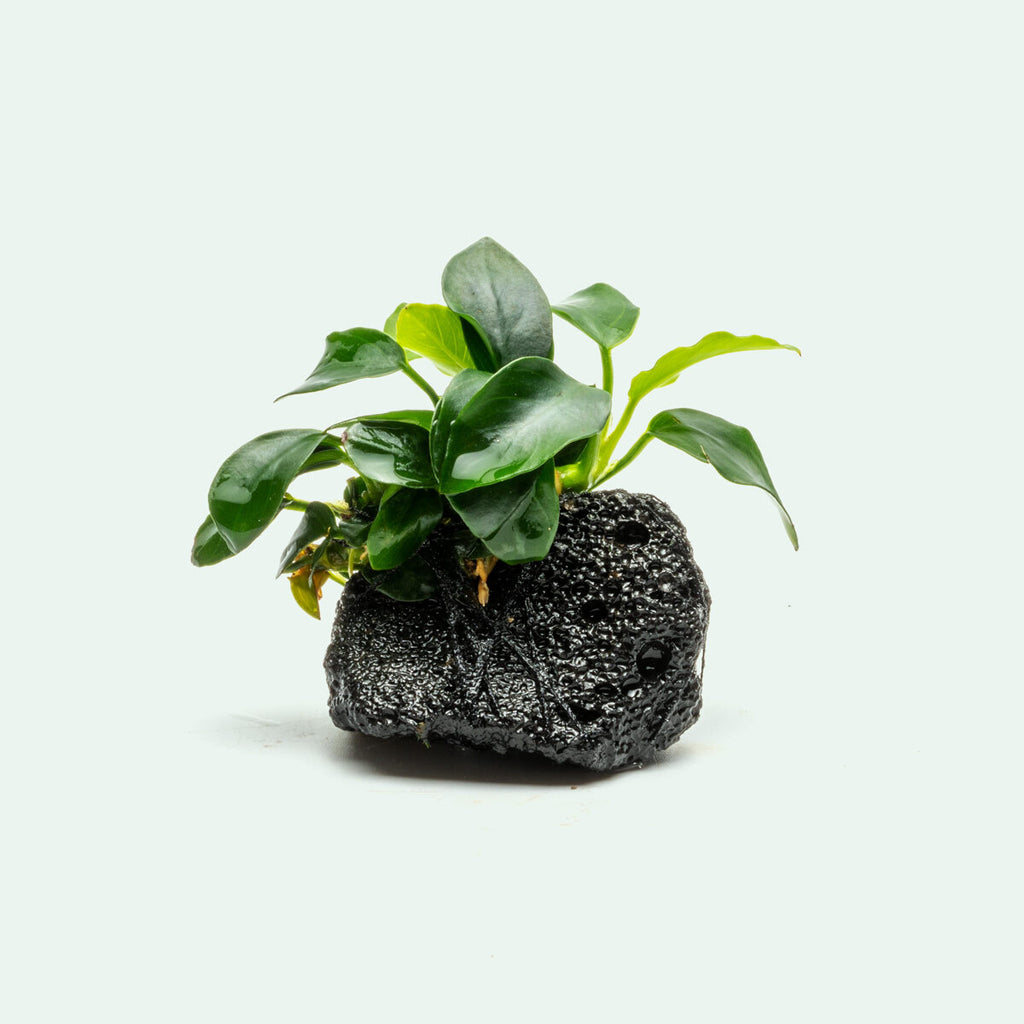 Anubias Nana Petite on Lava Rock