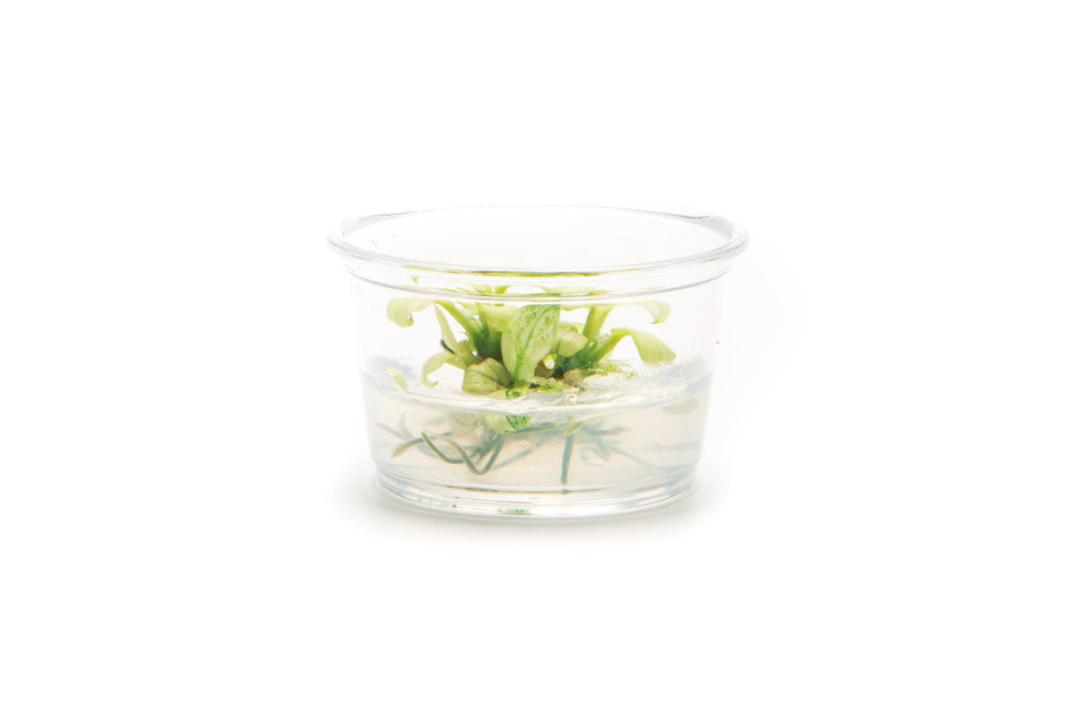 Anubias Nana Pinto White Live Easy Rare Aquatic Aquarium Plant
