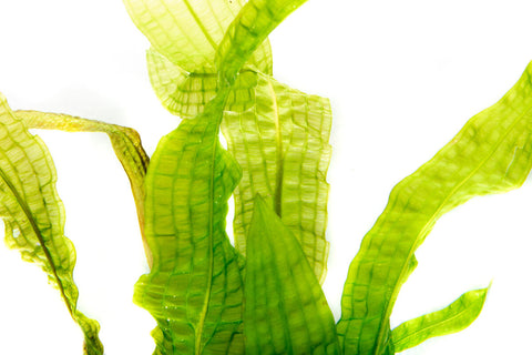 Shop Aponogeton Boivinianus Aquatic Plants - Glass Aqua
