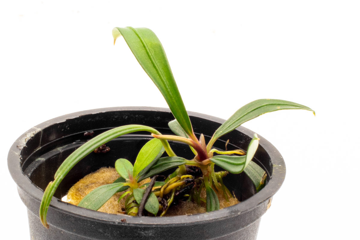 Shop Aridarum Mini Aquatic Plants - Glass Aqua