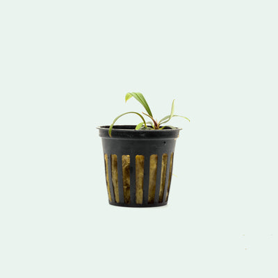 Shop Aridarum Mini Aquatic Plants - Glass Aqua