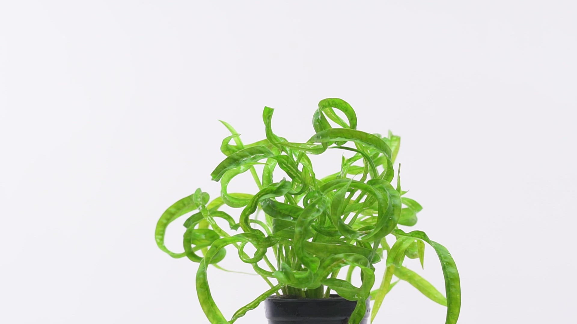 Helanthium Vesuvius