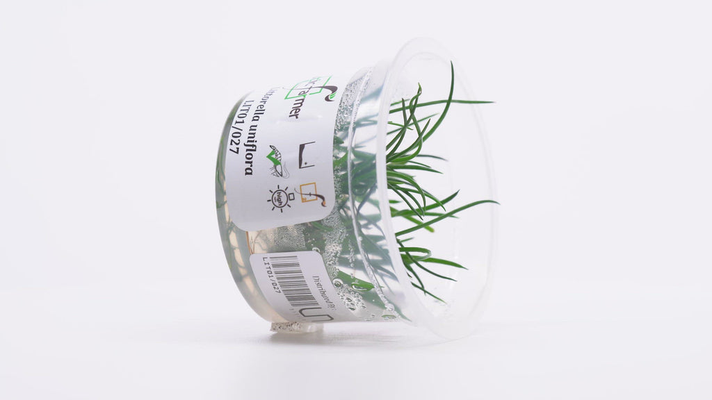 Shop Littorella Uniflora Aquatic Plants - Glass Aqua