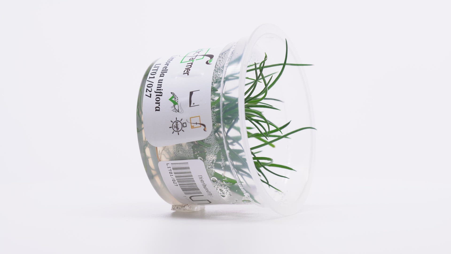 Shop Littorella Uniflora Aquatic Plants - Glass Aqua
