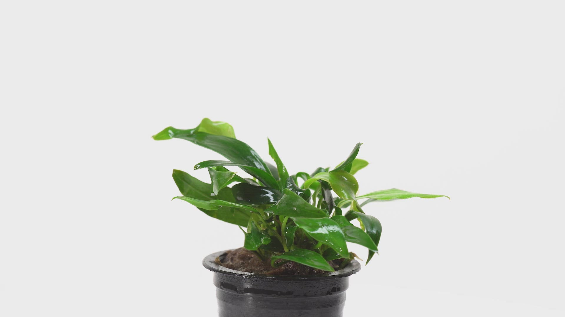 Anubias Chili Jalapeño | Rare Anubias Aquarium Plant – Glass Aqua