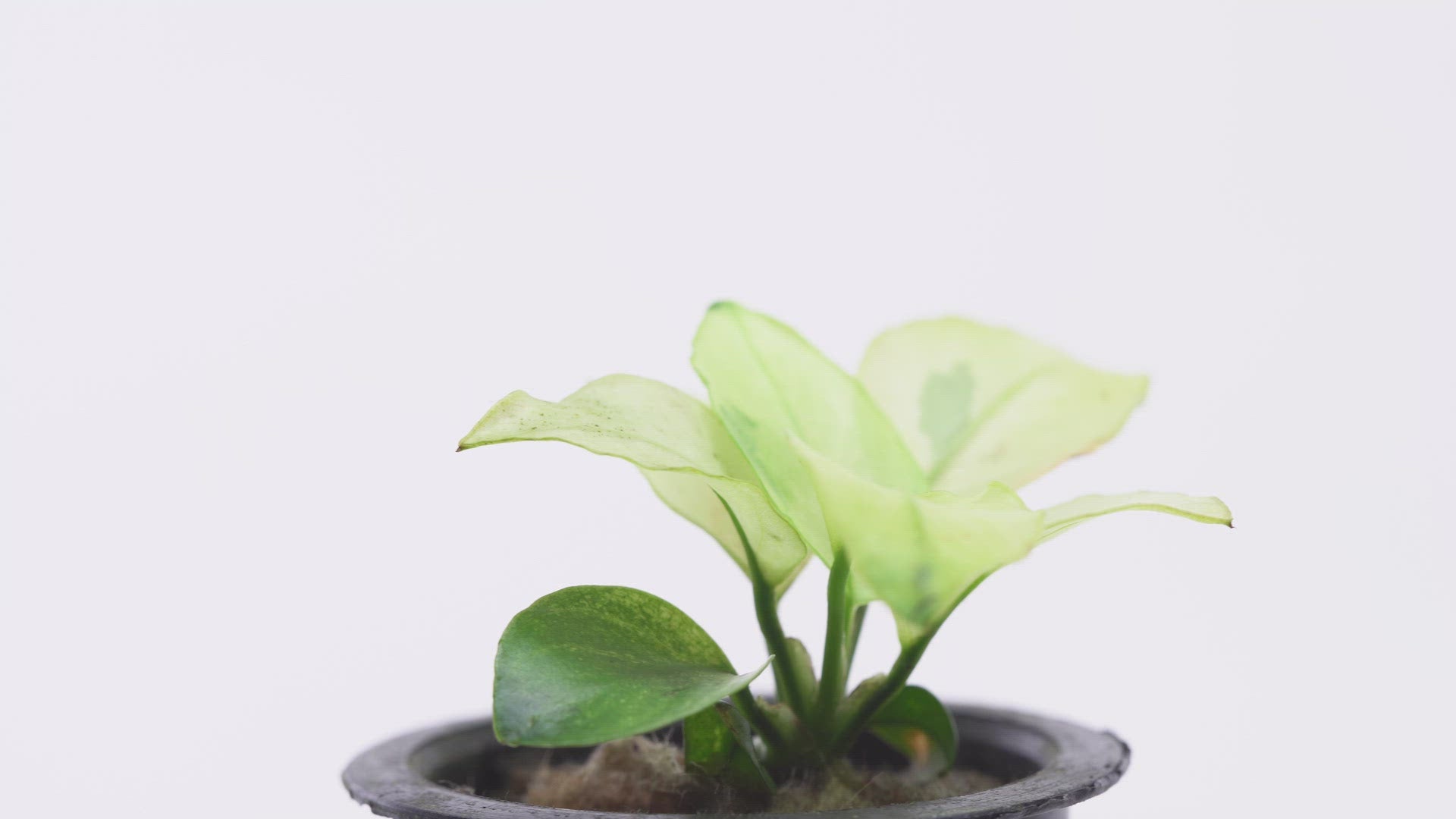 Shop Anubias Broad White Aquatic Plants - Glass Aqua