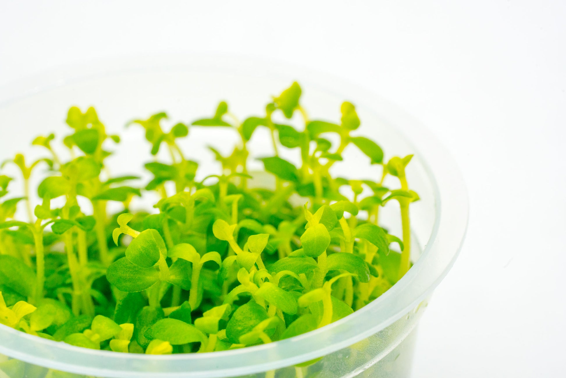 Shop Bacopa Australis Aquatic Plants - Glass Aqua