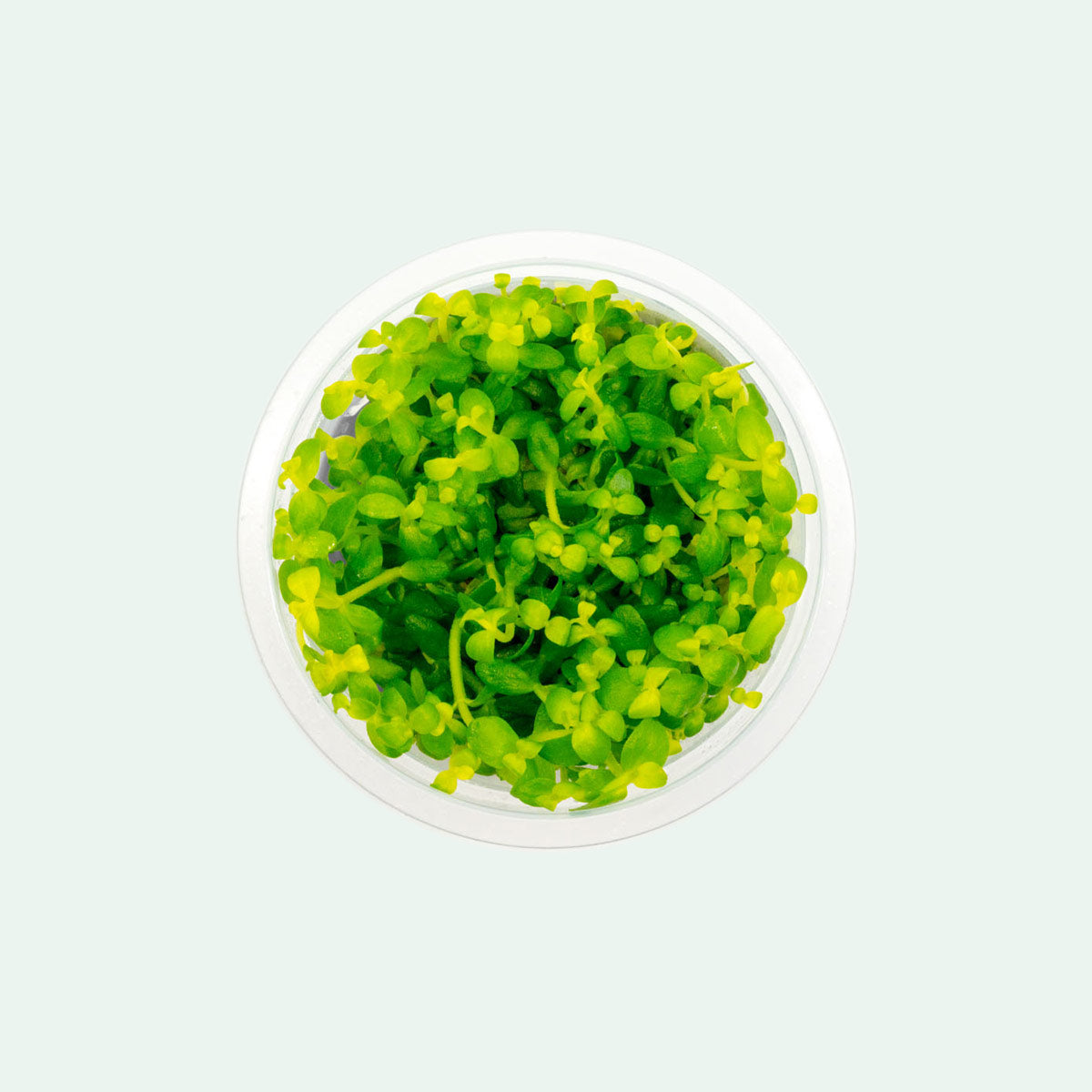 Shop Bacopa Australis Aquatic Plants - Glass Aqua