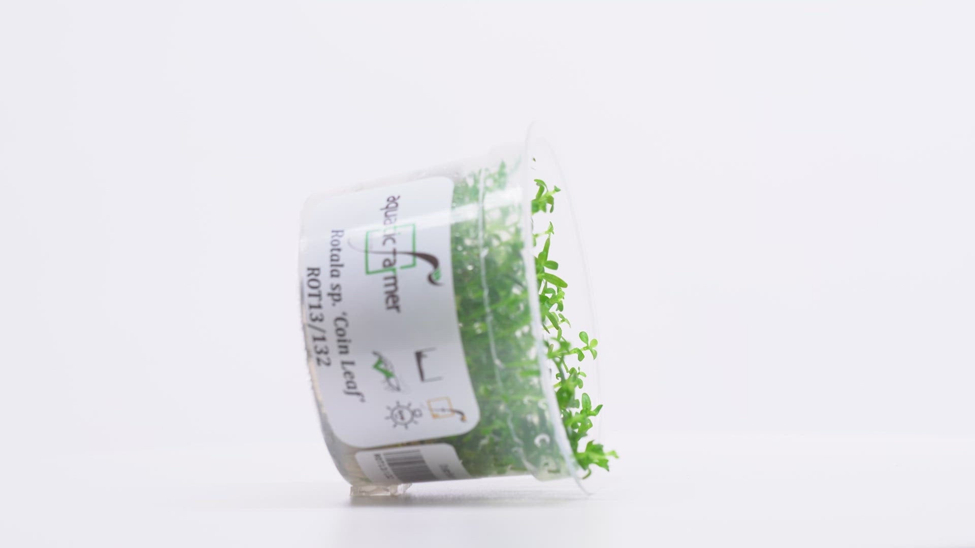 Shop Rotala Coin Leaf Tissue Culture Aquatic Plants - Glass Aqua