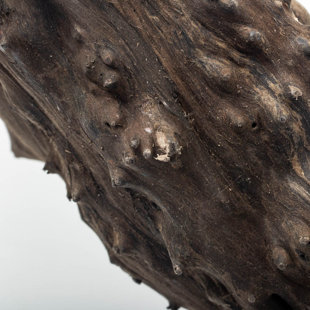 Shop Black Forest Spider Wood Hardscape - Glass Aqua